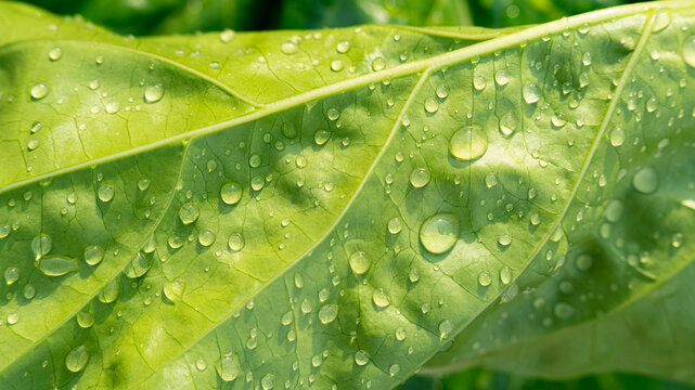 Fresh raindrops on leaf, Vibrant green foliage with morning dew and soft sunlight.