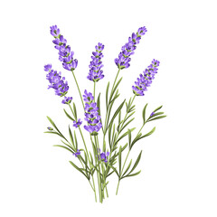 Obraz premium Elegant purple lavender bouquet on white, vector illustration