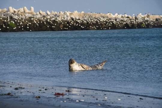 Wide shot of a grey seal bull protecting its group on the beach of Helgoland | Halichoerus grypus