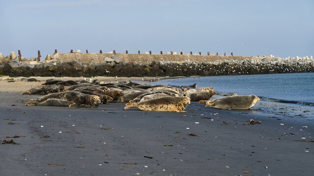 Wide shot of a grey seal group resting on the beach of Helgoland | Halichoerus grypus