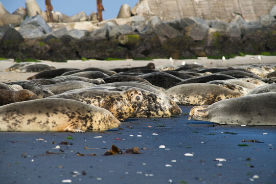 Close-up of a grey seal group resting on the beach of Helgoland | Halichoerus grypus