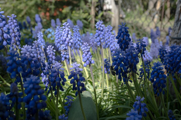 Obraz premium Grape hyacinths blooming in the garden in spring. 