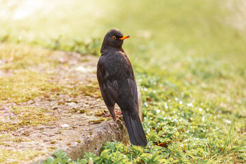Naklejka premium Blackbird on the grass in a spring park.