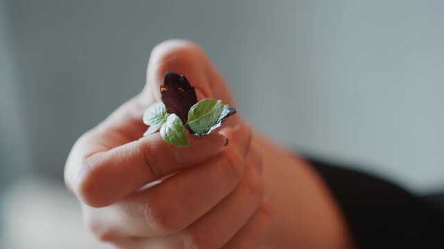 Offering mint and dried fruits. Close shot of hand offering sweet and dried items in cozy setting. Intimate depiction of hand extending mint and dried fruit amidst inviting cafe ambiance