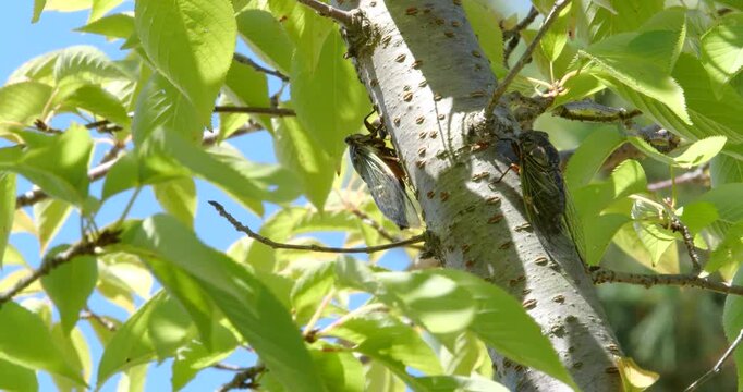 蝉(クマゼミ)が鳴いている4K動画、集音マイクで収録