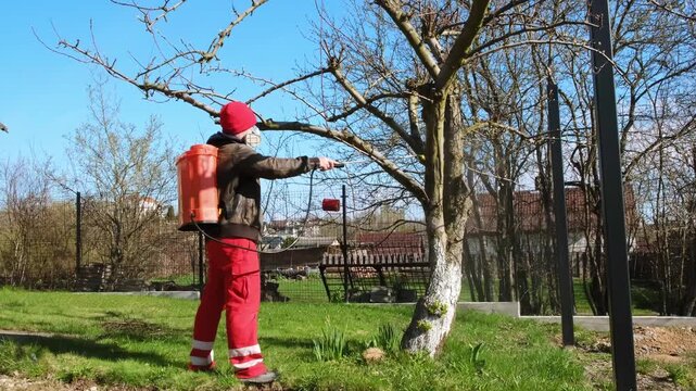 Worker spraying pesticide on a backyard for pest control, close-up, handles bushes. Gardening care work season. Early spring treatment of fruit trees, fungicide. Protecting the garden from diseases 4K