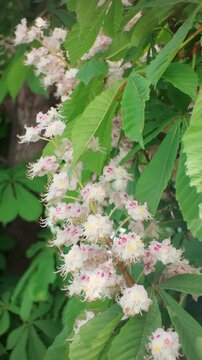 Vertical footage, Close-up of a Horse-Chestnut tree is in full bloom with small colorful flowers swaying in the wind against a thick green foliage.