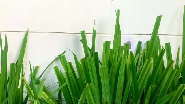 long green grass leaves against a white wall background