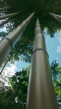 Vertical footage, Bottom-up view the camera moves up along the trunks of bamboo to the crown against a blue sky