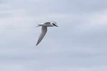 Fototapeta premium Sandwich Tern, Fouesnant, Brittany, France 