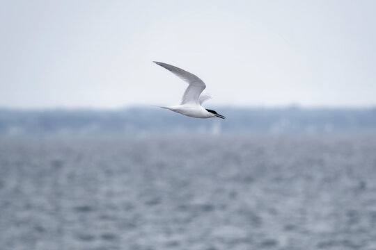 Sandwich Tern, Fouesnant, Brittany, France
