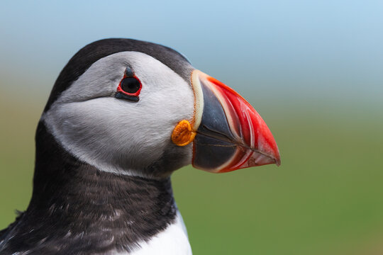 Wild Atlantic Puffin Close Up Portrait