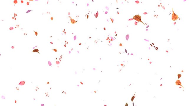 Cherry petals falling overlay with sakura petals falling 4K, pink petals animation white background, autumn leaves flutter down fall season and orange leaves falling