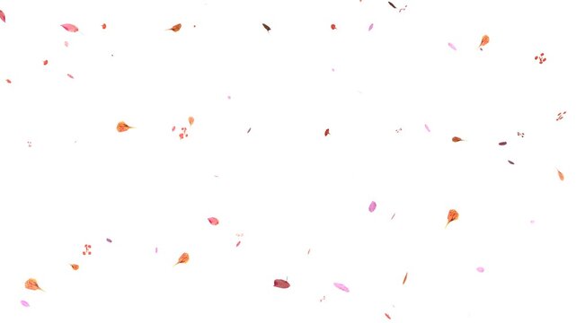 Realistic Autumn Leaves Flying with Wind Motion and Alpha Channel Seamless Loop. Yellow Orange Red Falling Leaves Animation. Falling Maple Leaves 4K Seasonal Falling Foliage Maple Leaf Overlay, 