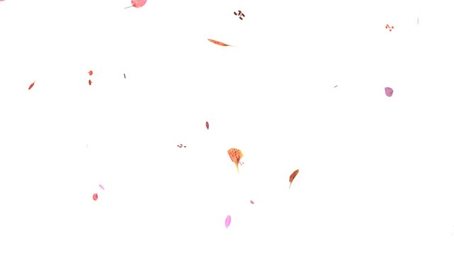 Realistic Autumn Leaves Flying with Wind Motion and Alpha Channel Seamless Loop. Yellow Orange Red Falling Leaves Animation. Falling Maple Leaves 4K Seasonal Falling Foliage Maple Leaf Overlay, 