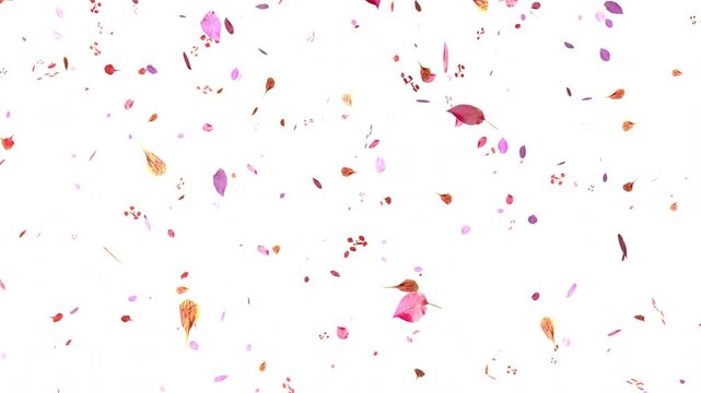 Cherry petals falling overlay with sakura petals falling 4K, pink petals animation white background, autumn leaves flutter down fall season and orange leaves falling