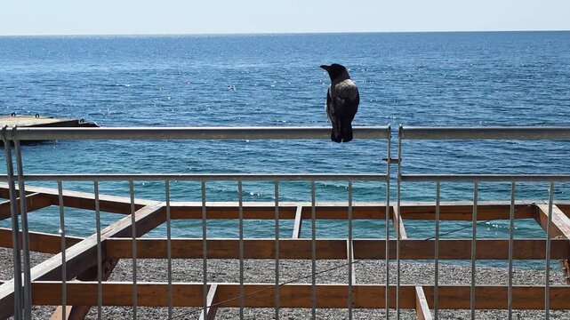 Hooded crow perching on a metal railing, overlooking the vast expanse of the sparkling blue sea and shingle beach under a clear sunny sky, symbolizing freedom and observation