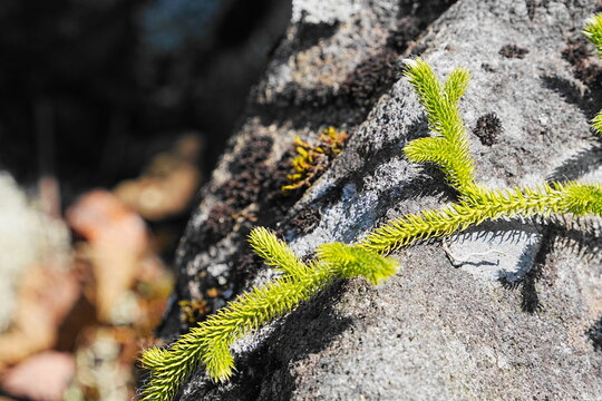 Common club moss