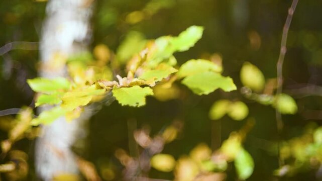 Twig with leaves changing color in autumn close up, twig moves and leaves flicker in wind