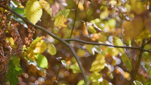 Detail from forest with autumn colours, twig and leaves starts to move in wind