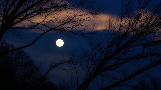 Full moon shining through bare tree branches at night, calm natural scene, seasonal transition, outdoor environment, atmosphere, and scenic background for nature and travel themes
