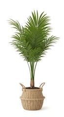 Fototapeta premium Palm tree in a wicker basket
