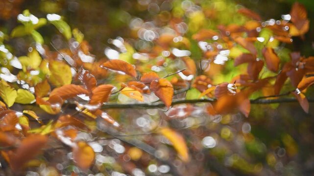 Twig with leaves in autumn colours close up, they gentle sway and insect fly through, beautiful bokeh in background