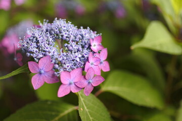Obraz premium Pink and Blue Lacecap Hydrangea – ピンクと青紫のガクアジサイ