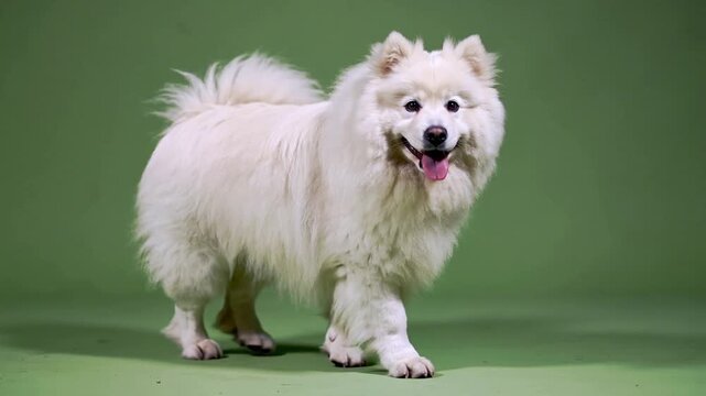 Cute Fluffy White Dog Walking and Pausing Green Screen Clip