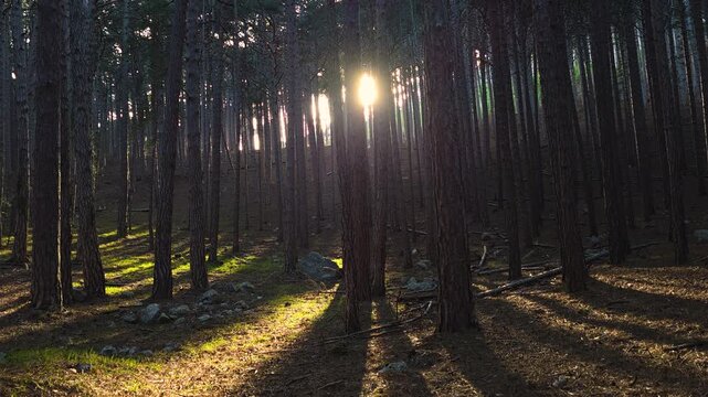 Radiant sunbeams filtering through tall pine tree trunks, illuminating areas of the forest floor and casting long shadows across the natural woodland landscape