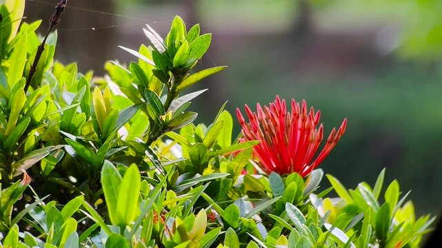 Red ixora flower blooming beautifully with vibrant green leaves in soft natural light tropical garden closeup outdoor scene