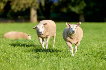 Obraz premium Two sheep trot across a vibrant green pasture, looking directly at the camera, while another rests peacefully in the background on a sunny day. Rural scene with farm animals.