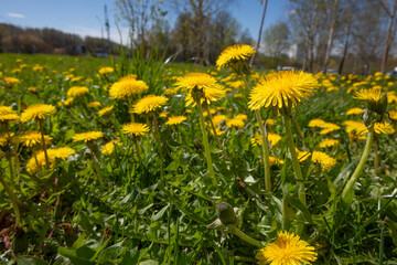 Obraz premium Vibrant yellow dandelions dance under the bright spring sun in a lush green meadow surrounded by young trees and a clear blue sky
