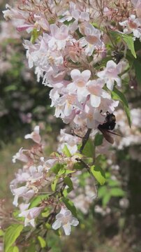 Vertical footage, Mammoth wasp (Megascolia maculata) collecting nectar on light-pink flowers of Scarlet firethorn (Pyracantha coccinea)