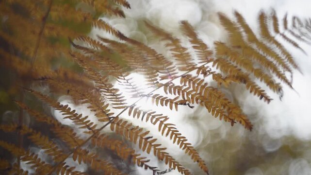 Fern in autumn close up, orange color and sun glowing in background