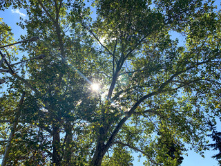 Fototapeta premium Beautiful view of the sky through the treetops, beautiful view of the forest
