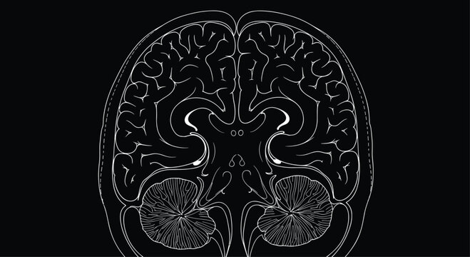 Detailed medical cross section illustration of a human brain scan displays intricate neural structures on a deep black background for science.