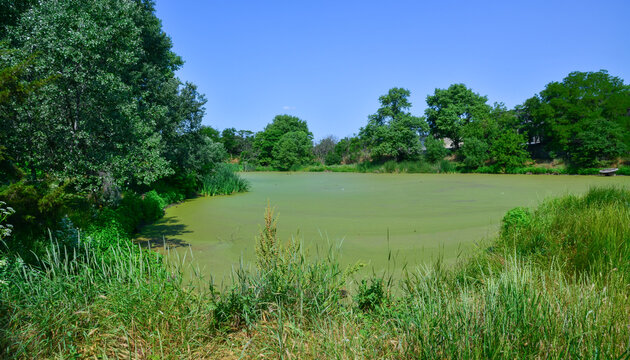 Eutrophication of freshwater bodies, the surface of a pond densely covered with small green floating plants known as duckweed (Lemna) and watermeal (Wolffia)