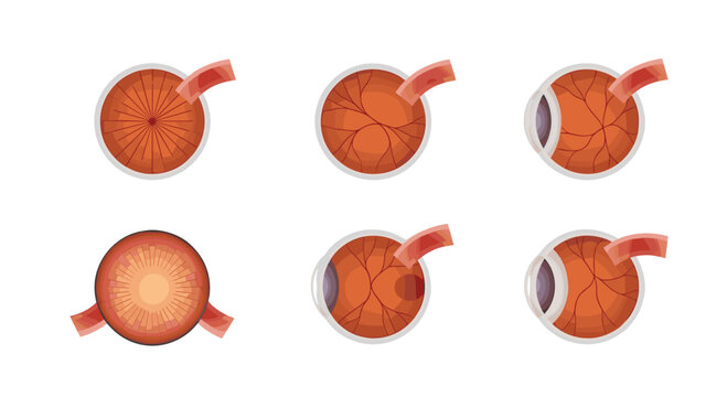 Anatomical cross sections of the human eye showing different layers and internal structures for medical education.