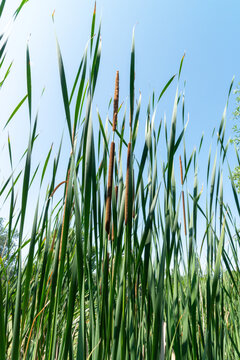 Odessa, Ukraine: A cattail, a type of perennial herbaceous plant commonly found in wetlands.&nbsp;Genus Typha (Typha latifolia or Typha angustifolia).&nbsp;