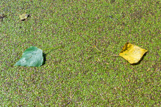 Odessa, Ukraine: a fallen autumn tree leaf on the surface of a eutrophic artificial lake in a park overgrown with floating aquatic plants