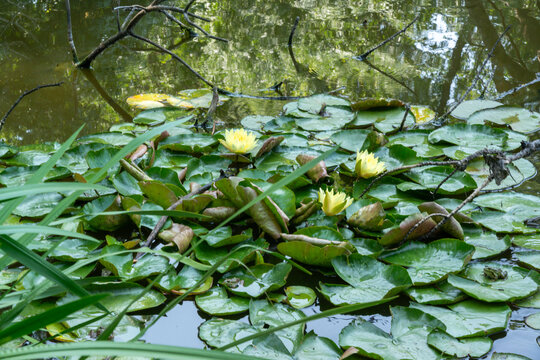 Odessa, Ukraine: a yellow water lilies, likely Nuphar lutea, floating on a calm body of water.&nbsp;