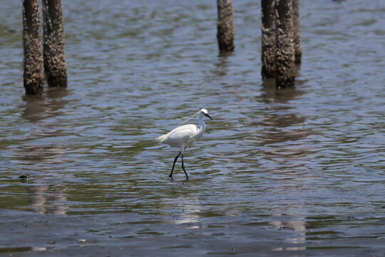 A little egret gracefully strolling across the mudflats