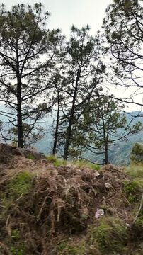 misty mountain landscape with pine trees and distant hills kalka shimla toy train himachal pradesh india