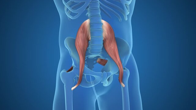 Psoas And Piriformis Causing Low Back Pain