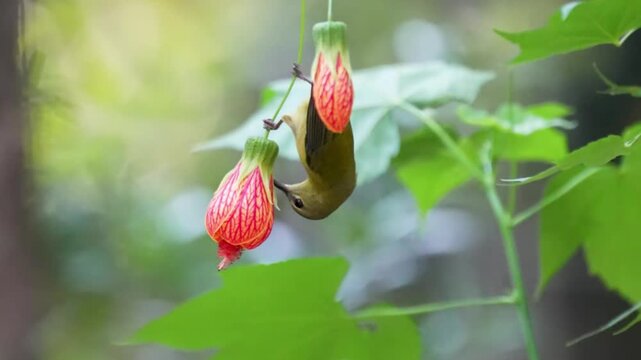 Close up of a small wild bird hanging upside down to feed on nectar from a vibrant red and yellow bell-shaped flower against a lush green bokeh background.