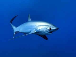 Majestic Pelagic Thresher Shark (Alopias vulpinus) with long tail swimming in clear deep blue water © Yvonne