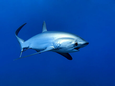 Majestic Pelagic Thresher Shark (Alopias vulpinus) with long tail swimming in clear deep blue water