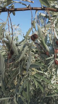 Vertical footage, blooming Silverberry or Oleaster tree covered in small flowers, leaves, and last year's red fruits.