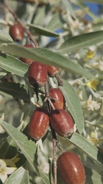 Vertical footage, Small flowers, leaves and last year's red fruits of blooming Silverberry or Oleaster tree, close-up